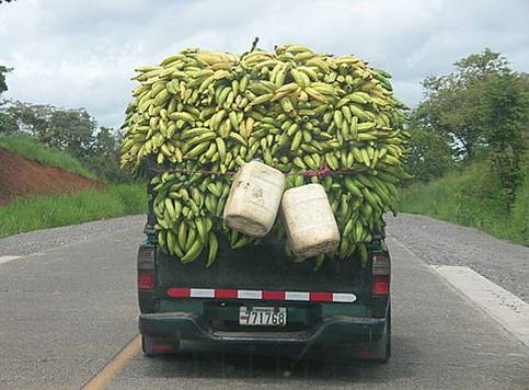 Truck load of bananas