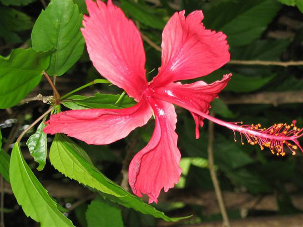 Hibiscus plant