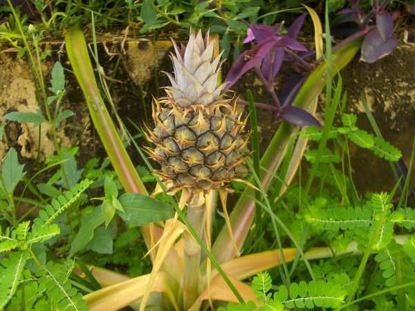 Pineapple plant