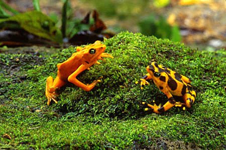 Golden frogs sitting on a grassy bank