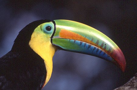 Tucan bird